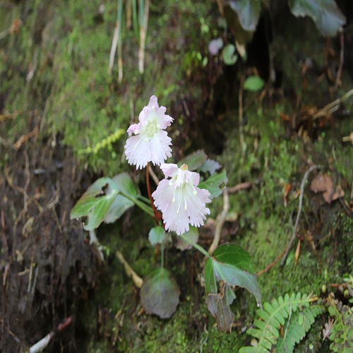トクワカソウの花