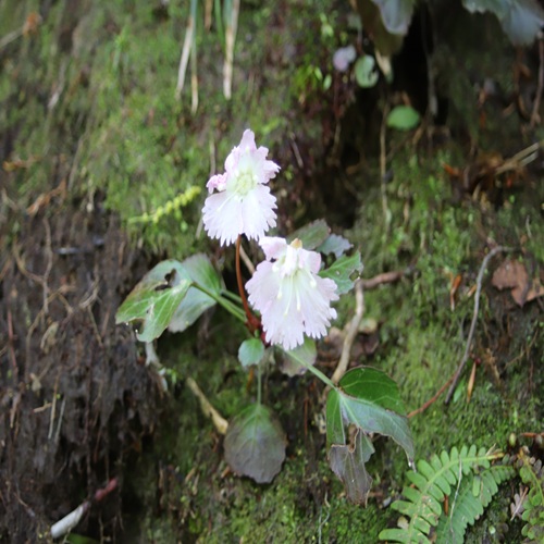 トクワカソウの花