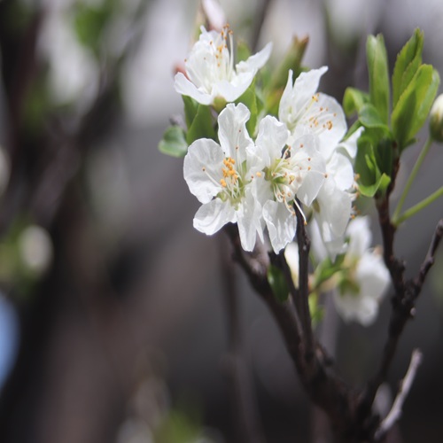 ミドリサクラの花