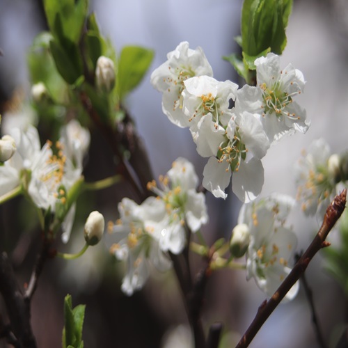 ミドリサクラの花