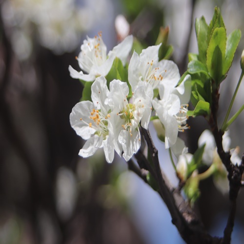 ミドリサクラの花