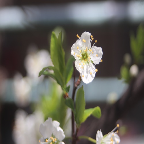ミドリサクラの花