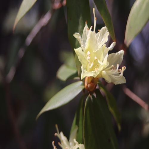 ヒカゲツツジの花