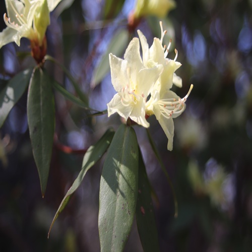 ヒカゲツツジの花