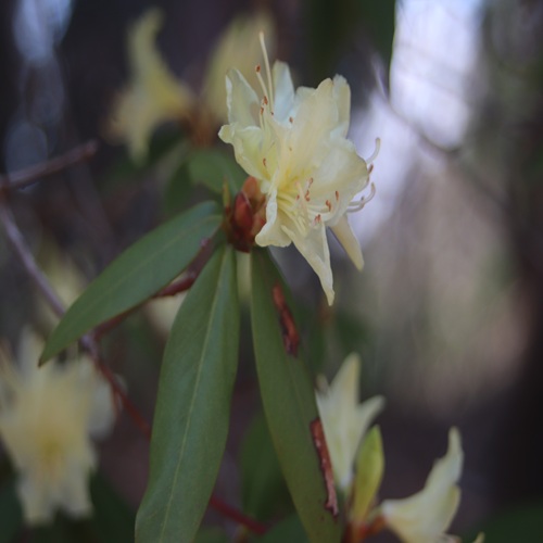 ヒカゲツツジの花