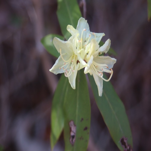 ヒカゲツツジの花