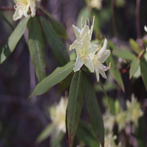 ヒカゲツツジの花