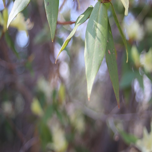 ヒカゲツツジの葉