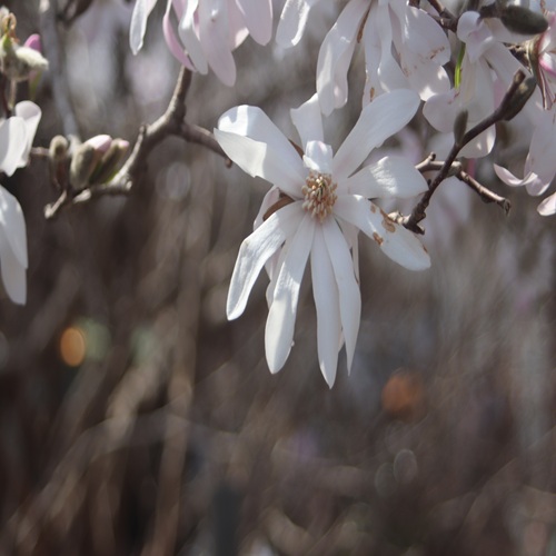シデコブシの花