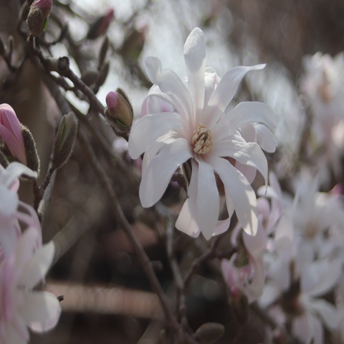 シデコブシの花