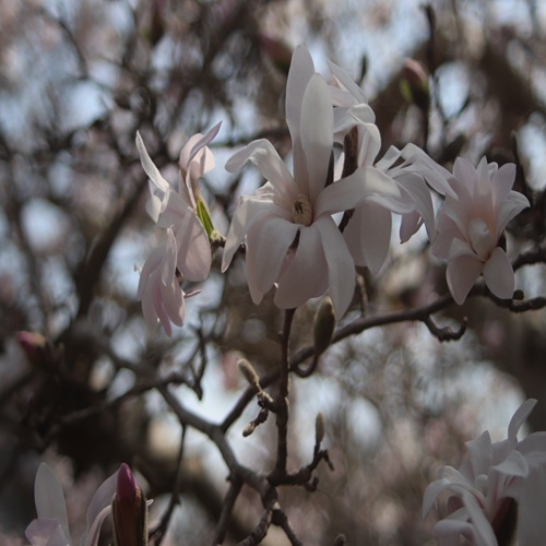 シデコブシの花