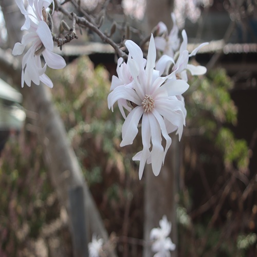 シデコブシの花