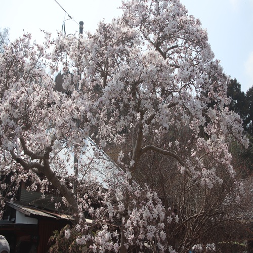 シデコブシの木の全体像