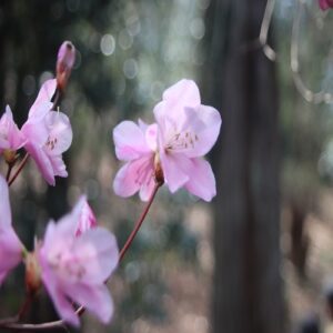 アカヤシオの花