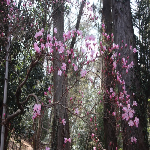 アカヤシオの木の全体像