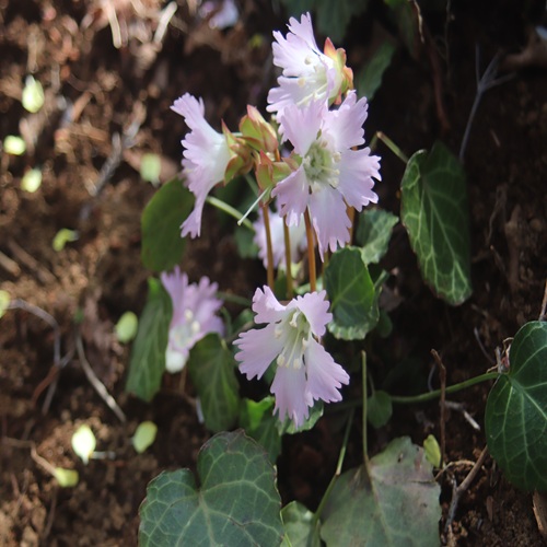 イワウチワの花
