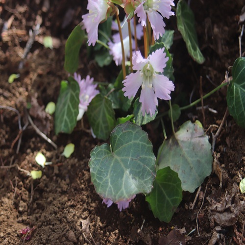 イワウチワの花