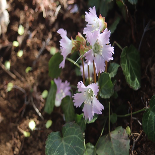 イワウチワの花
