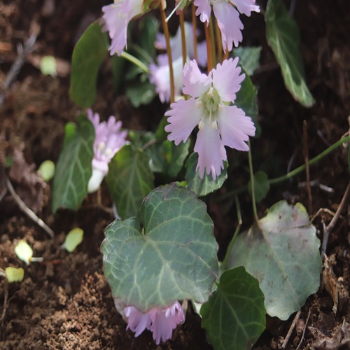 イワウチワの花