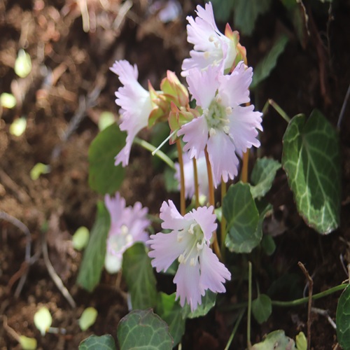 イワウチワの花