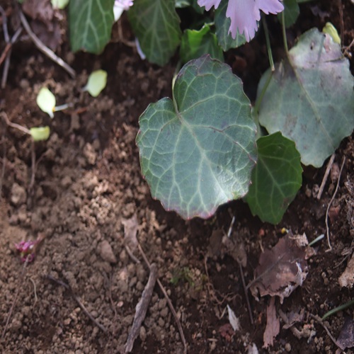イワウチワの葉