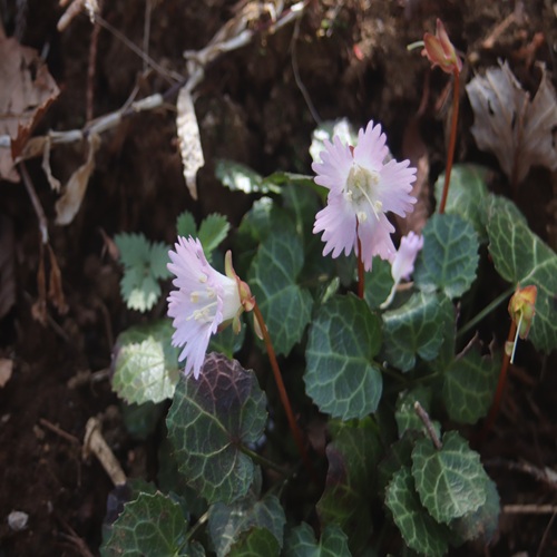 イワウチワの花