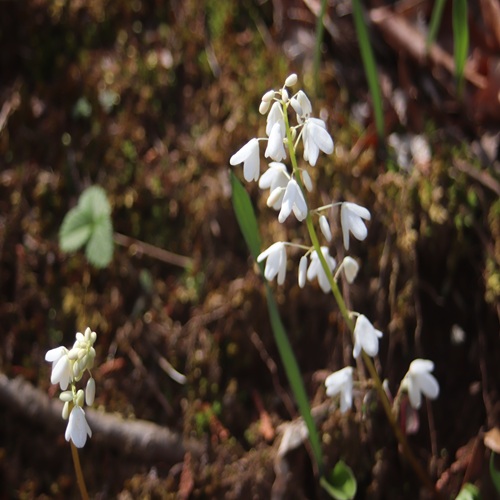 オサバグサの花