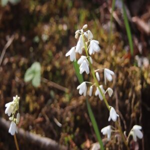 オサバグサの花