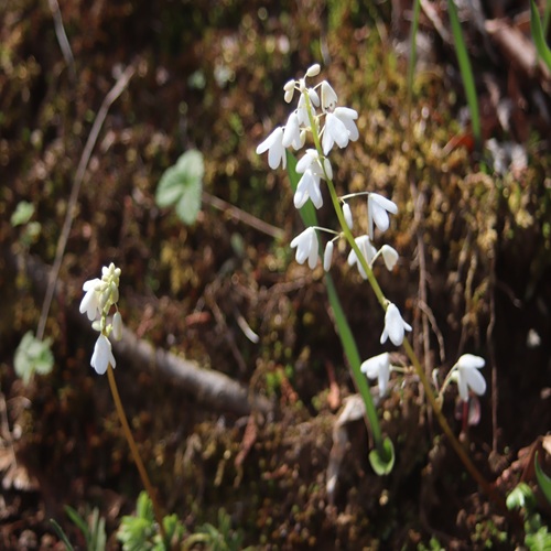 オサバグサの花