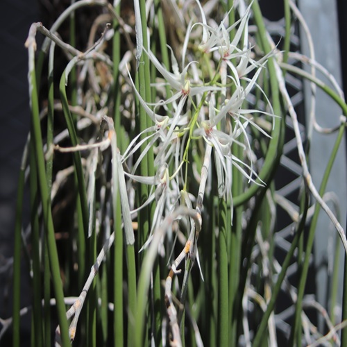 エンピツセッコクの花