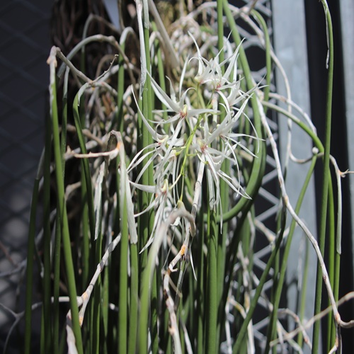 エンピツセッコクの花