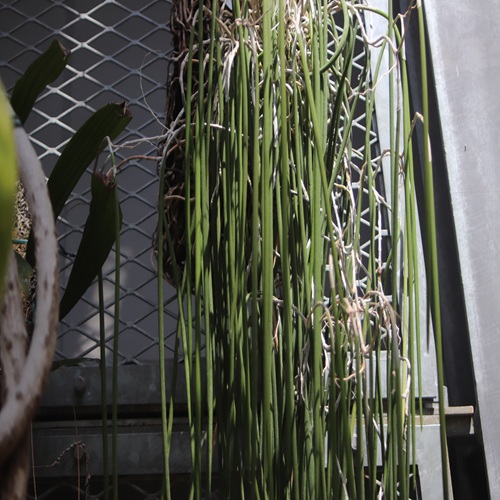 エンピツセッコクの葉