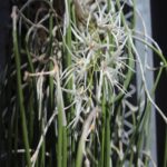 エンピツセッコク