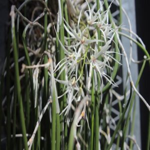 エンピツセッコクの花