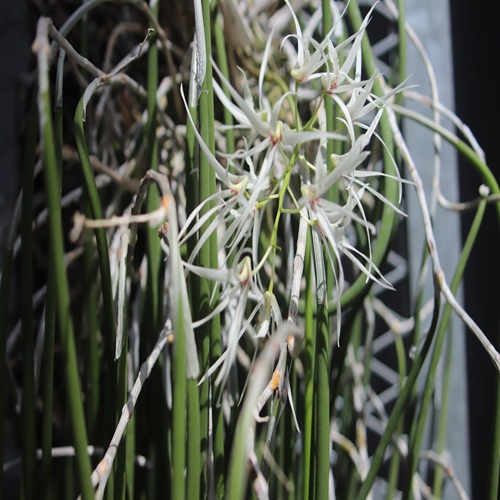 エンピツセッコクの花