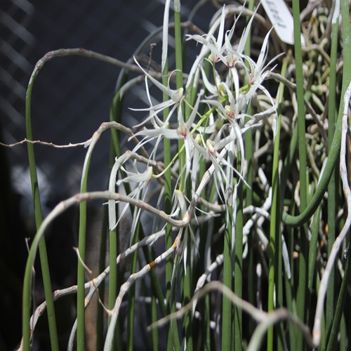 エンピツセッコクの花