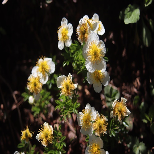 チングルマの花