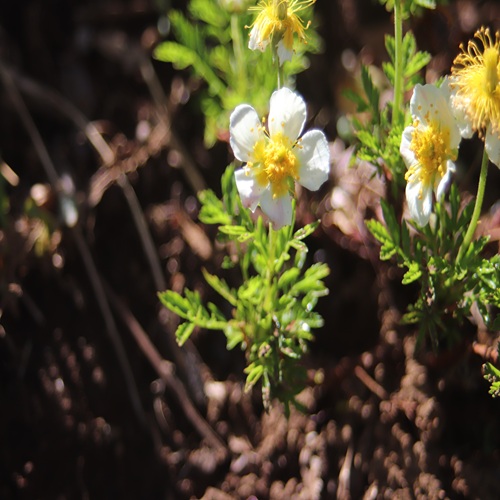 チングルマの花