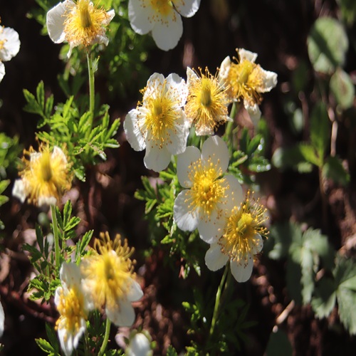 チングルマの花