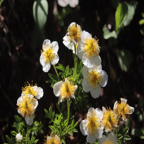 チングルマの花