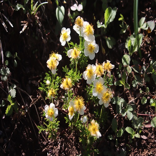 チングルマの全体像