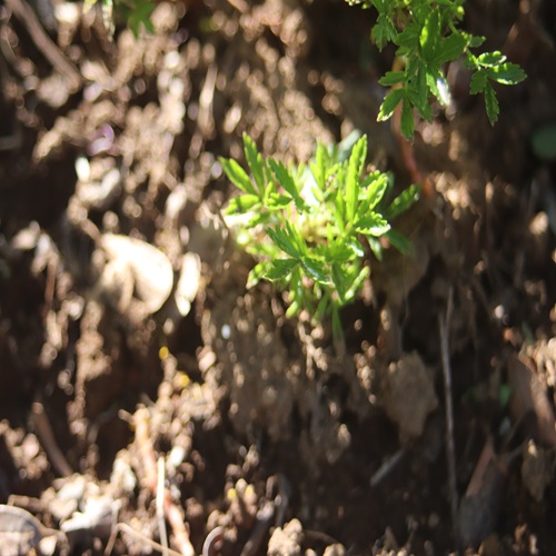 チングルマの葉