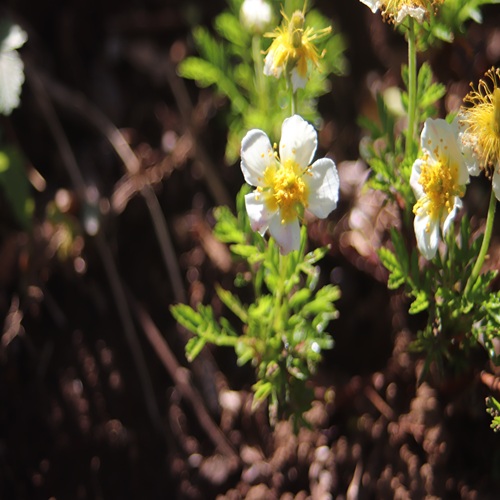 チングルマの花