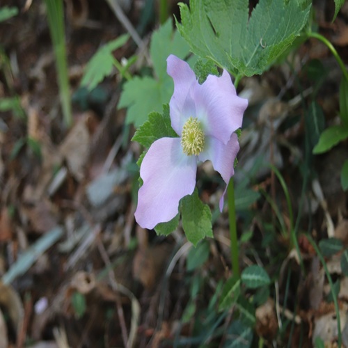 シラネアオイの花