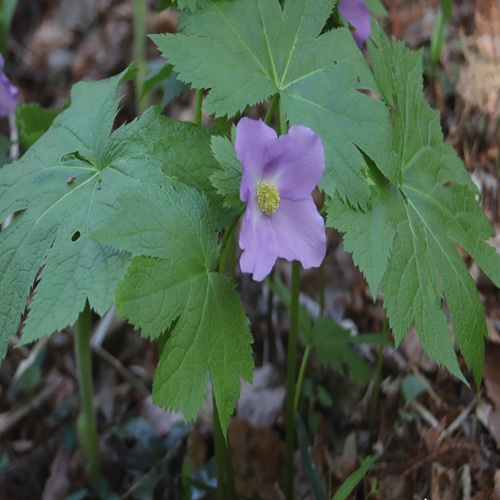 シラネアオイの花