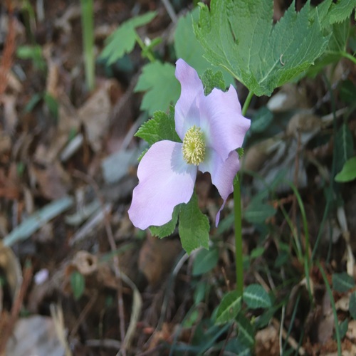 シラネアオイの花