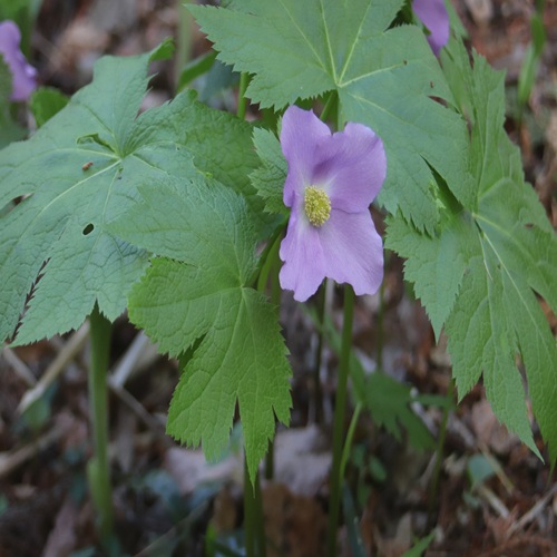 シラネアオイの花