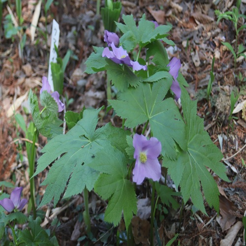 シラネアオイの全体像
