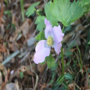シラネアオイの花