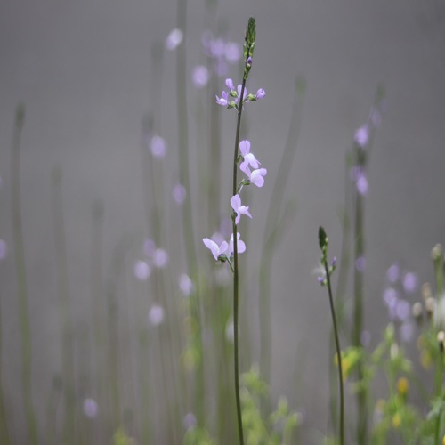マツバウンランの花